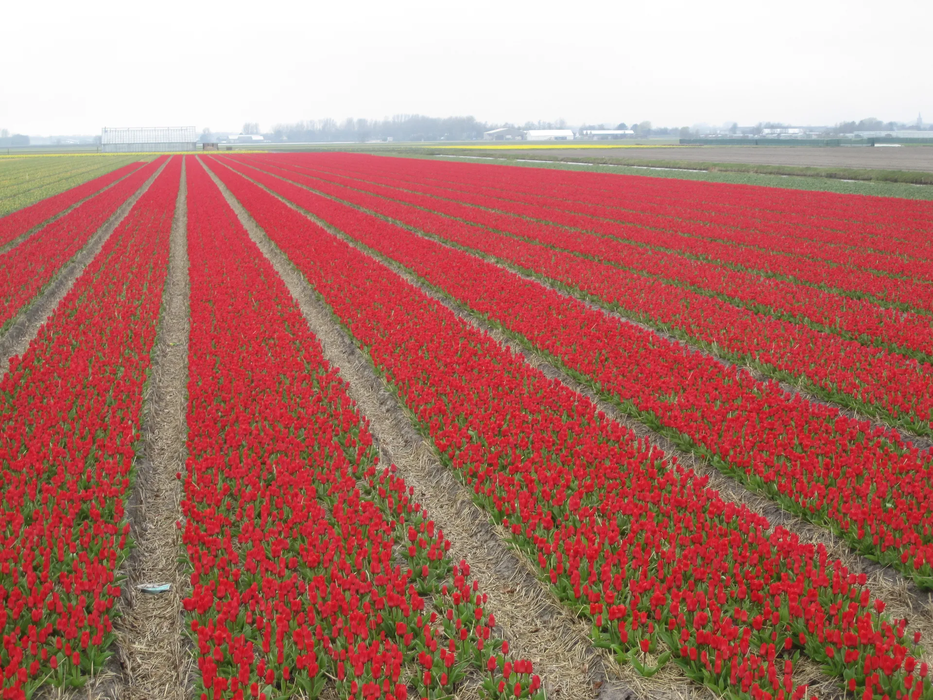 Things to Do in Netherlands in September