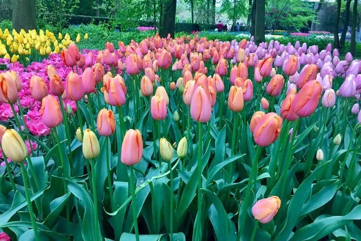 Keukenhof's Tulips and Windmills Small-Group Tour from Amsterdam